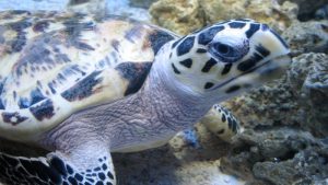 Hawksbill Sea Turtle