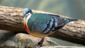 mindoro bleeding heart pigeon