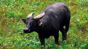 Mindoro Dwarf Buffalo