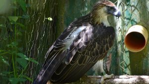 Philippine Eagle