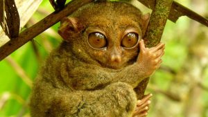 Philippine-Tarsier
