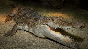 Philippine freshwater crocodile