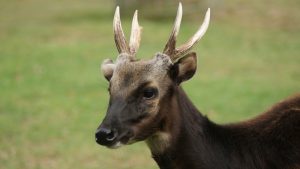 Visayan Spotted Deer