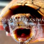 Endangered animals in the Philippines