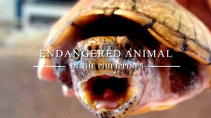 Endangered animals in the Philippines