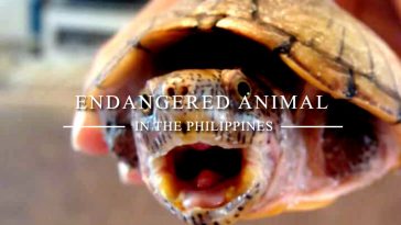 Endangered animals in the Philippines